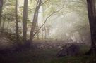 Niebla en el bosque de Angelinesgomezlorenzo