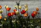 Tulipes de André Tschanz