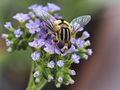 Blüten mit Besucher di Monika Arnold