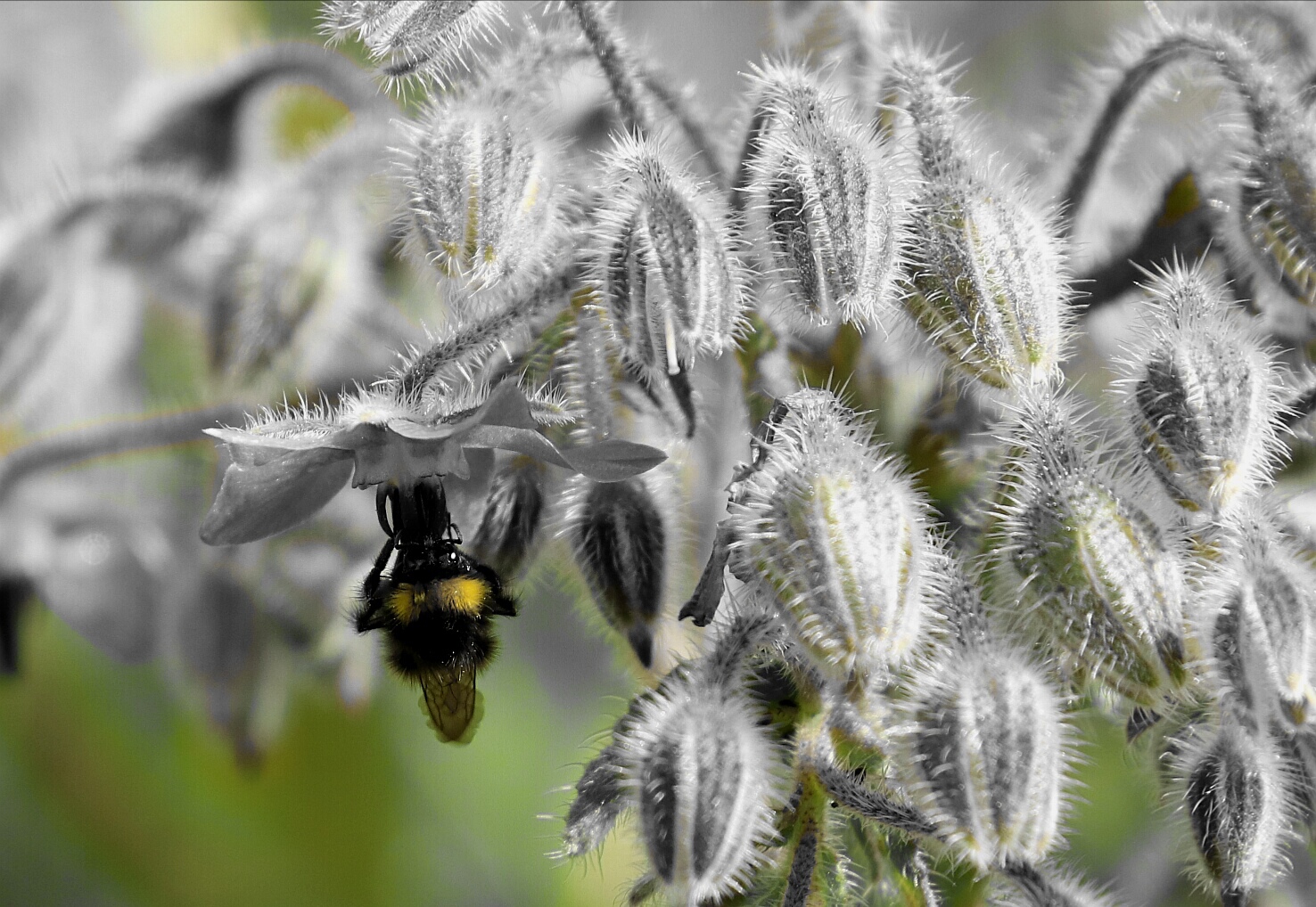 BH  - - -  Borretsch und Hummel