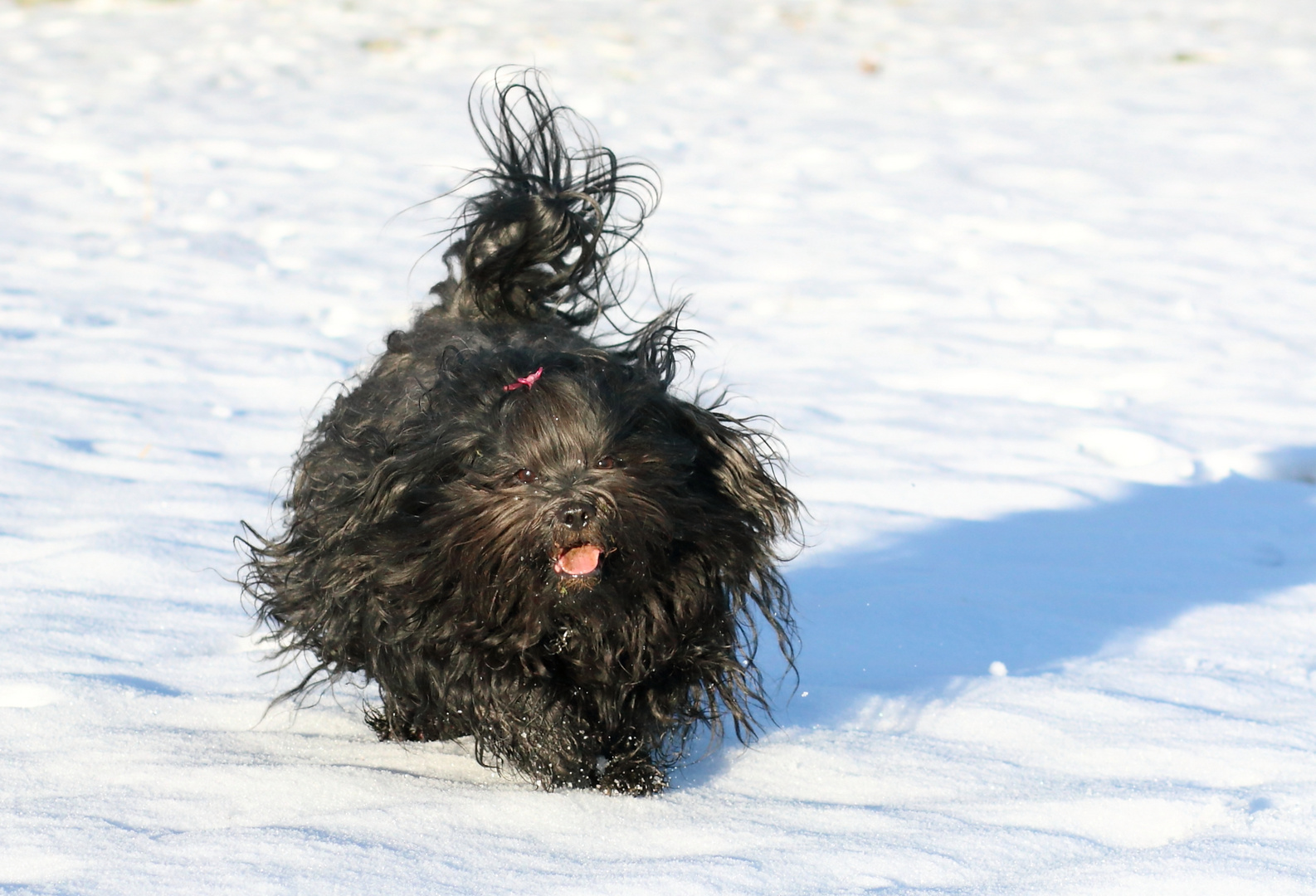 Bhaira im Schnee