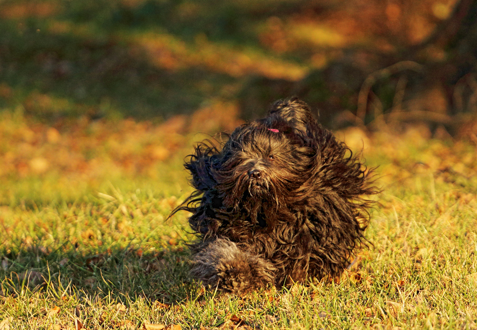 Bhaira Tibet-Terrier...