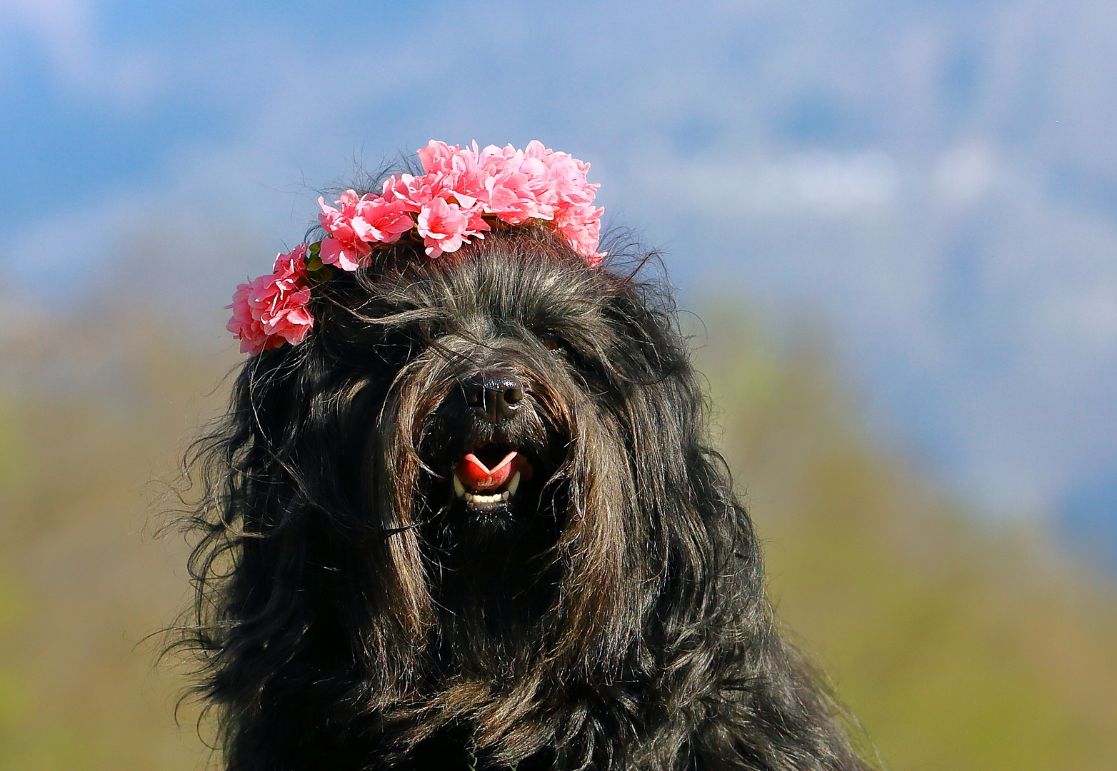  Bhaira und der Frühling