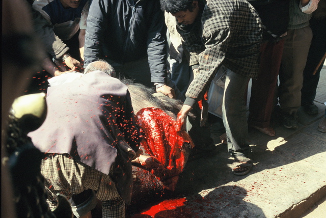 Bhaktapur Tieropfer 06