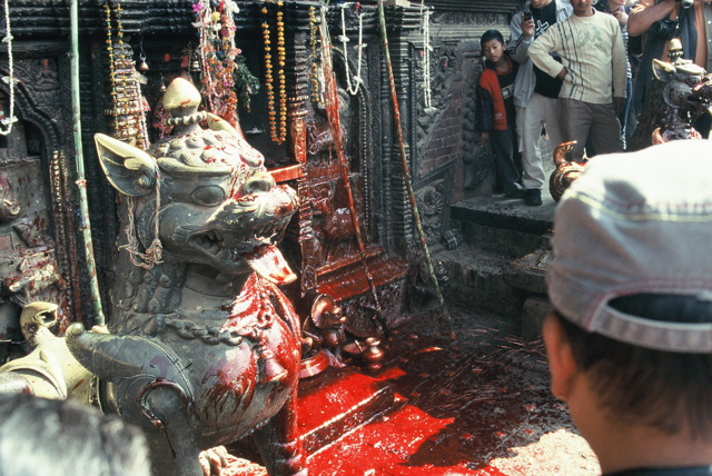 Bhaktapur Tieropfer 09