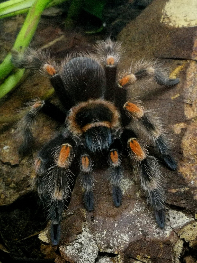 B.Hamorii