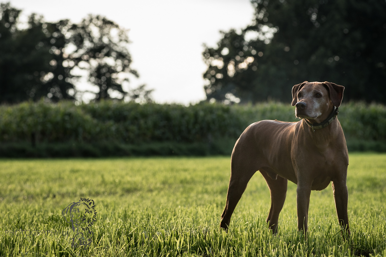 Bhanu im Sonnenuntergang