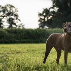 Bhanu im Sonnenuntergang