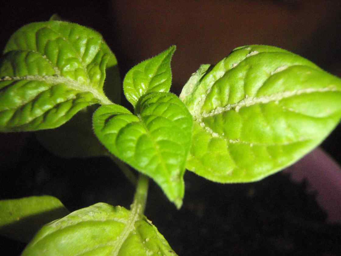 Bhut Jolokia