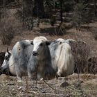 Bhutan - Chele La - Yaks