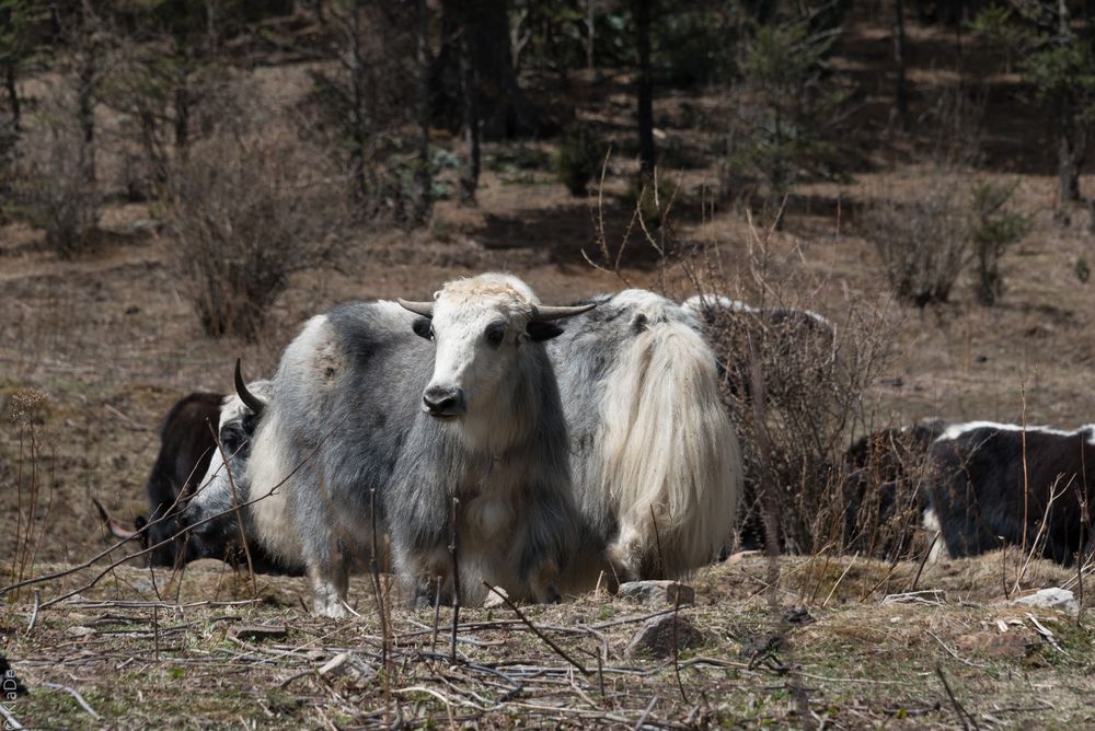 Bhutan - Chele La - Yaks