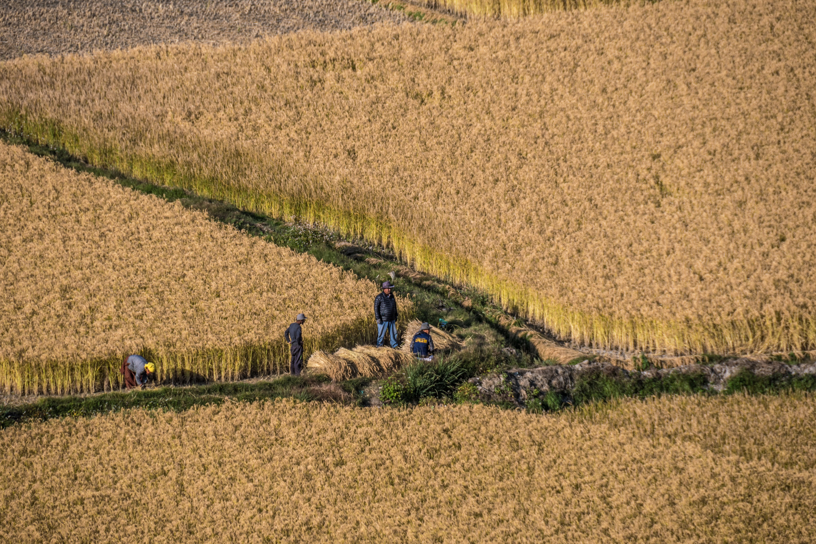 Bhutan - Feldarbeit, Ernte