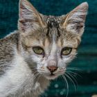 Bhutan Katze im Tempelhof