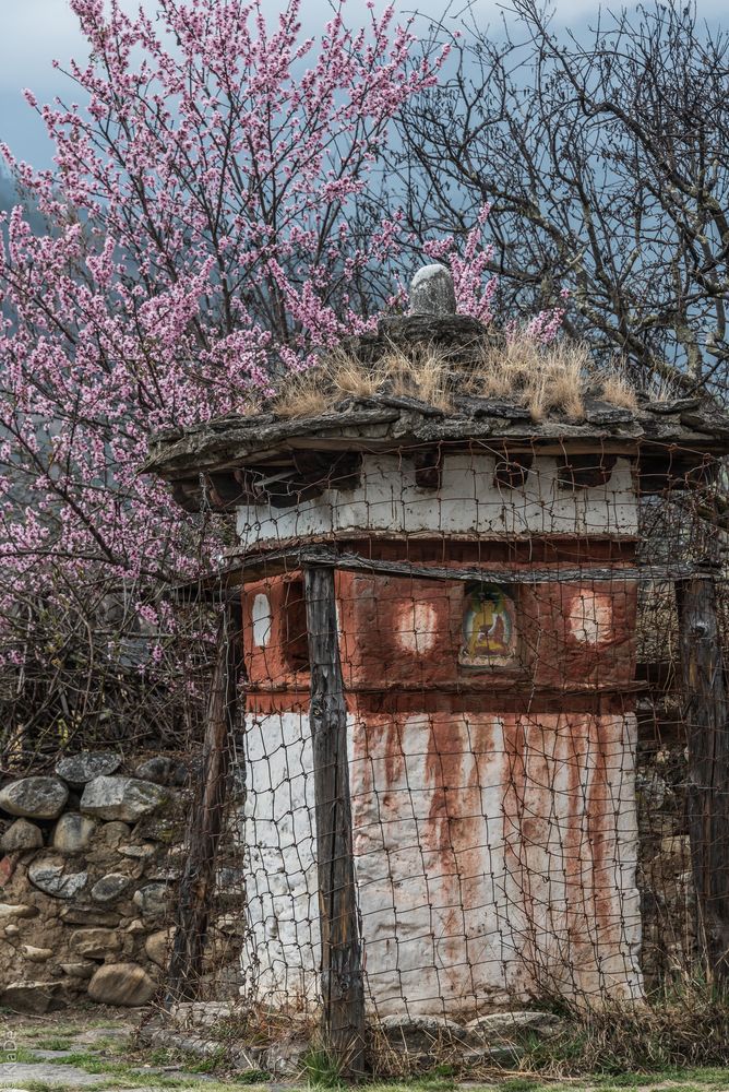 Bhutan - Paro- Chorten mit Kirschblüte