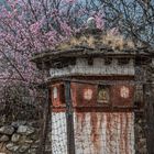 Bhutan - Paro- Chorten mit Kirschblüte