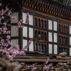 Bhutan - Paro - Der Frühling ist da 