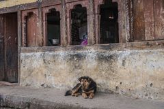 Bhutan - Paro - Ein Hundeleben