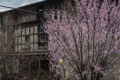 Bhutan - Paro - Kirschblüte vor dem Haus