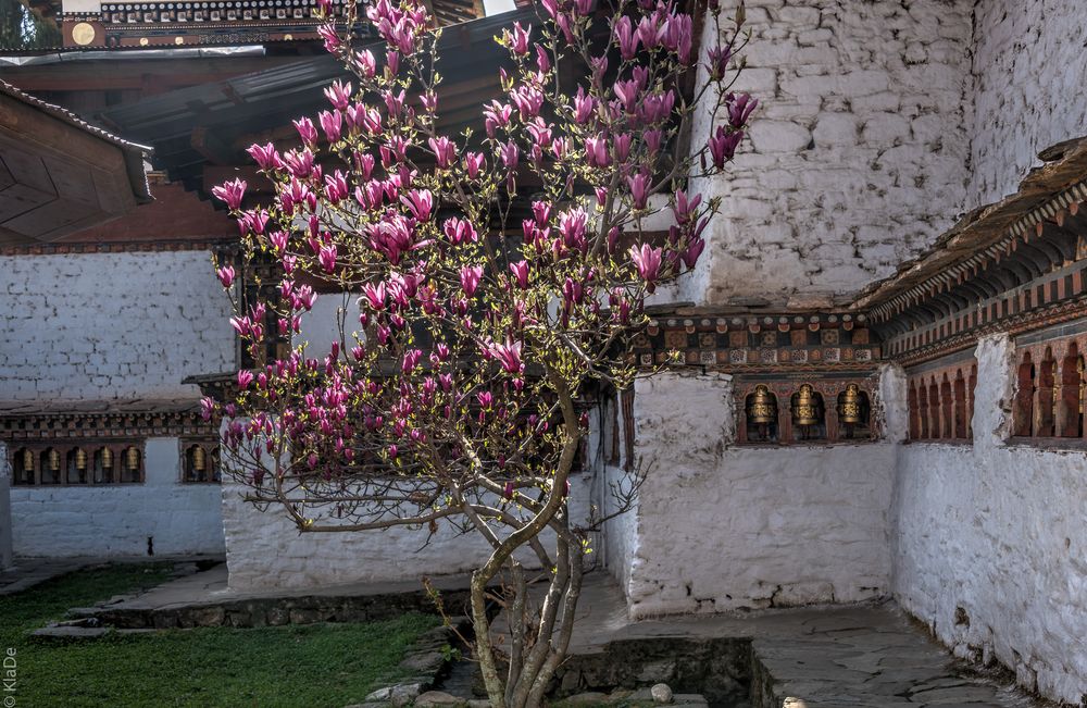 Bhutan - Paro - Kyichu Lhakhang 