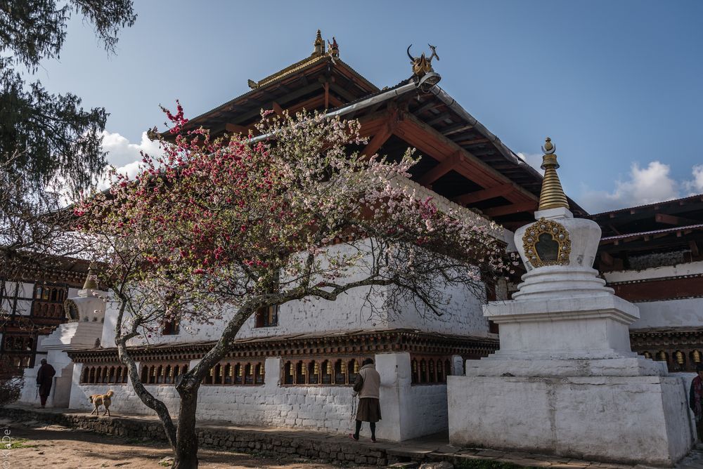 Bhutan - Paro - Kyichu Lhakhang 