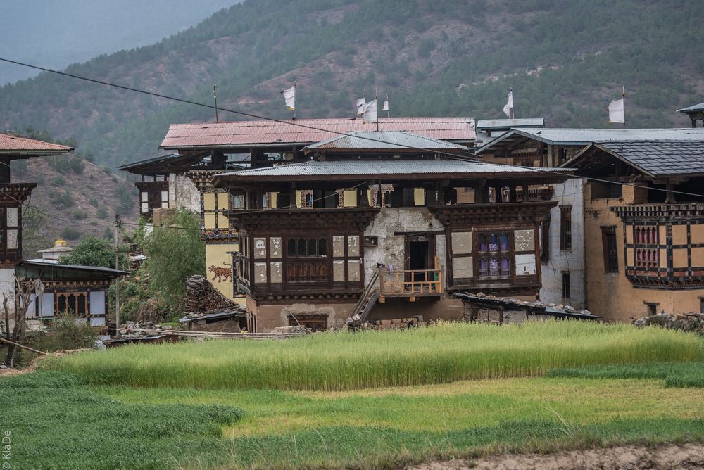 Bhutan -  Punakha - Teoprongchu - Felder und Bauernhaus