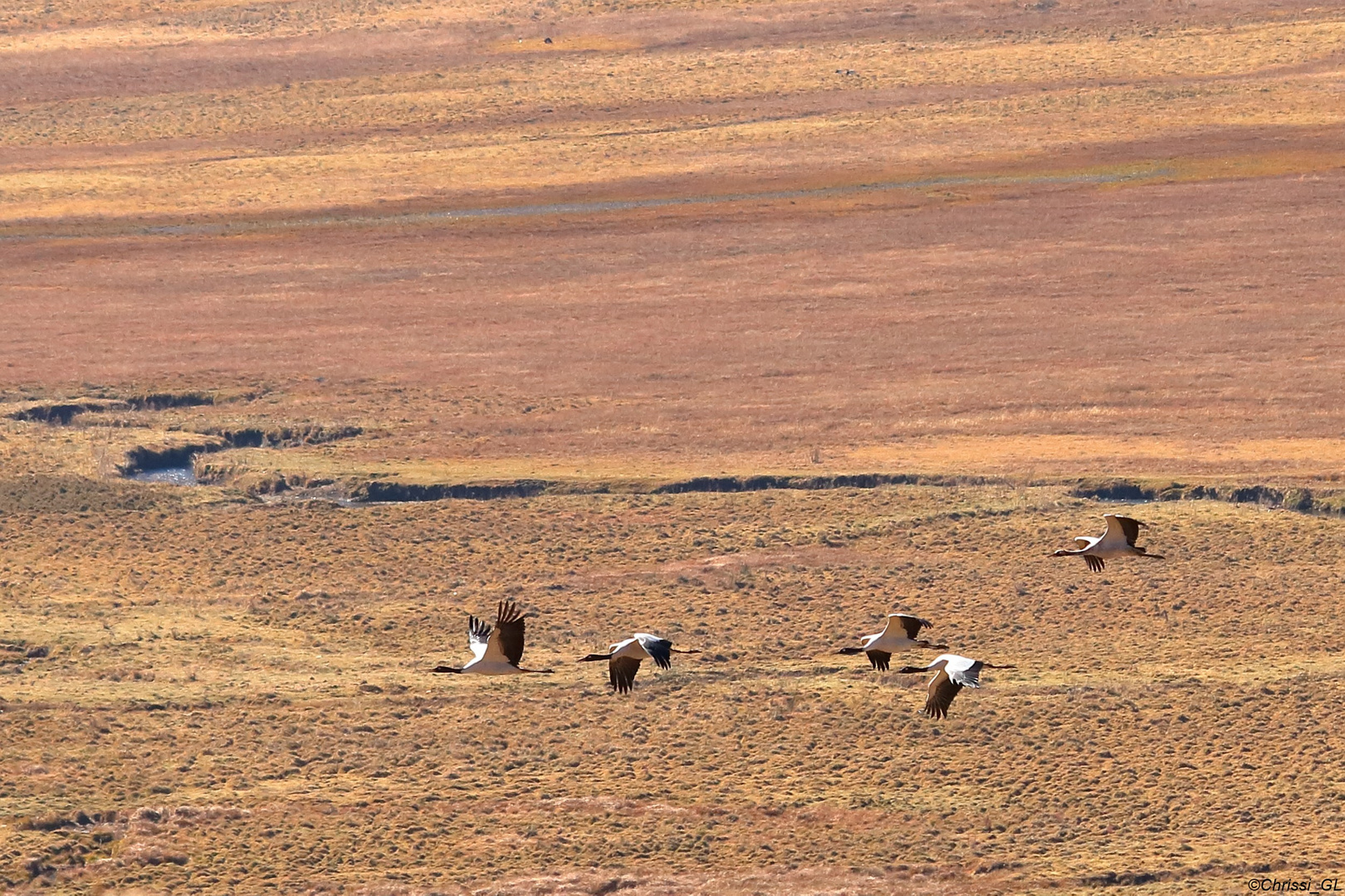 Bhutan - Schwarzhalskraniche im Phobjikha Tal