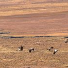 Bhutan - Schwarzhalskraniche im Phobjikha Tal