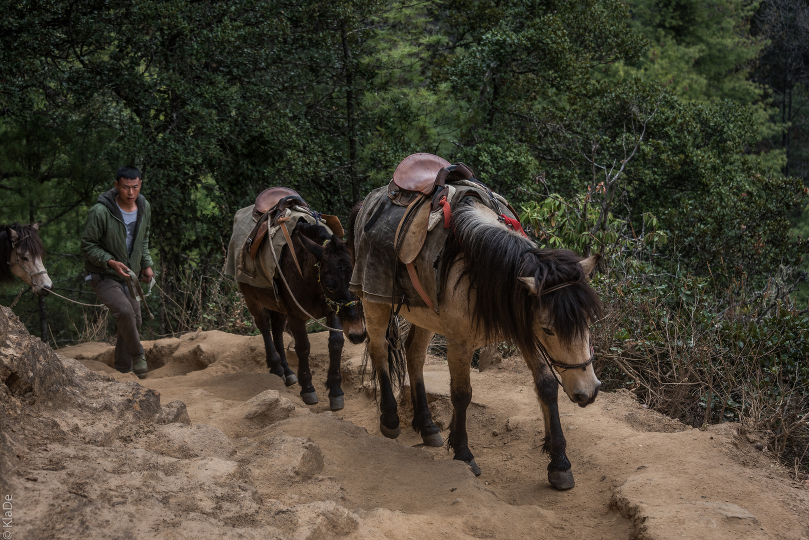 Bhutan - Taktshang - Der Weg zu Pferd