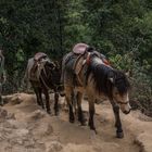 Bhutan - Taktshang - Der Weg zu Pferd