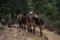 Bhutan - Taktshang - Der Weg zu Pferd