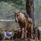 Bhutan - Taktshang - Vertrauen Sie diesem Pferd?