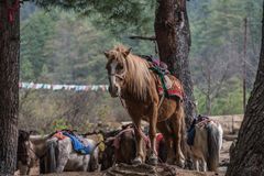 Bhutan - Taktshang - Vertrauen Sie diesem Pferd?