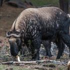 Bhutan - Thimphu - Takin