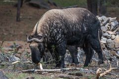 Bhutan - Thimphu - Takin