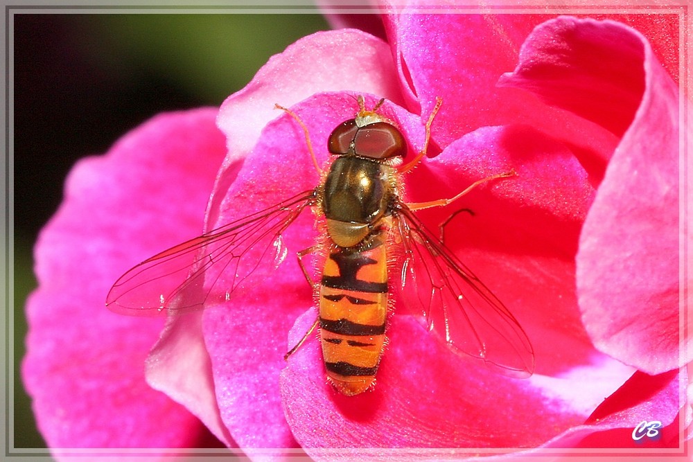 Bi-Fli (BienenFliege)