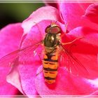 Bi-Fli (BienenFliege)