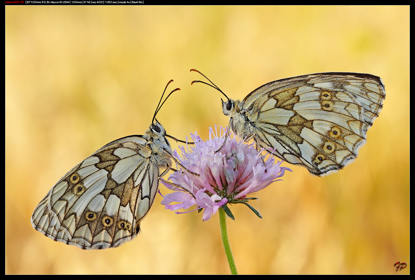 Bi - Melanargia galathea