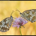 Bi - Melanargia galathea