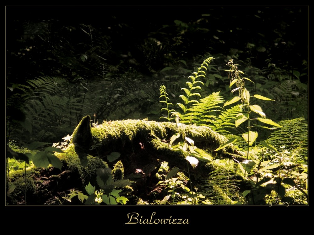 Bialowieza