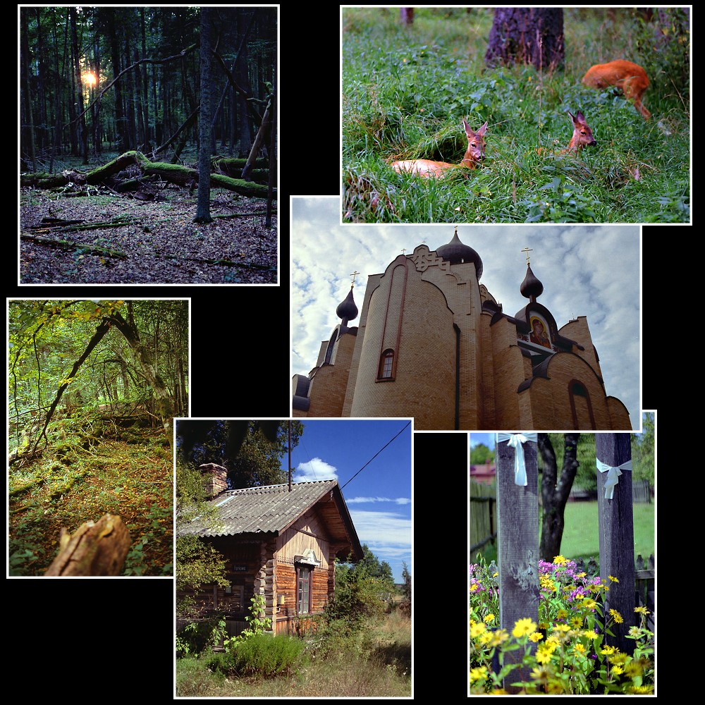 Bialowieza - Collage 1/2