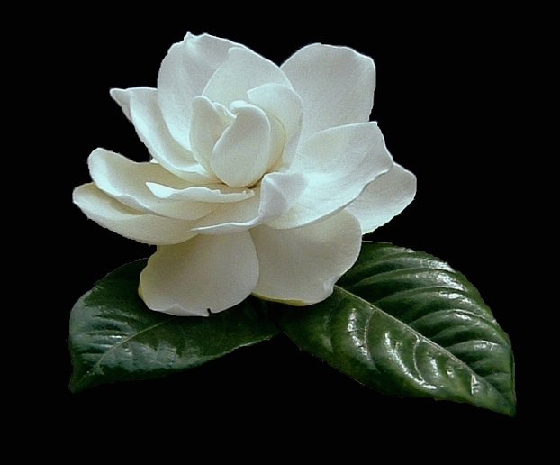 Bianca (Gardenia)