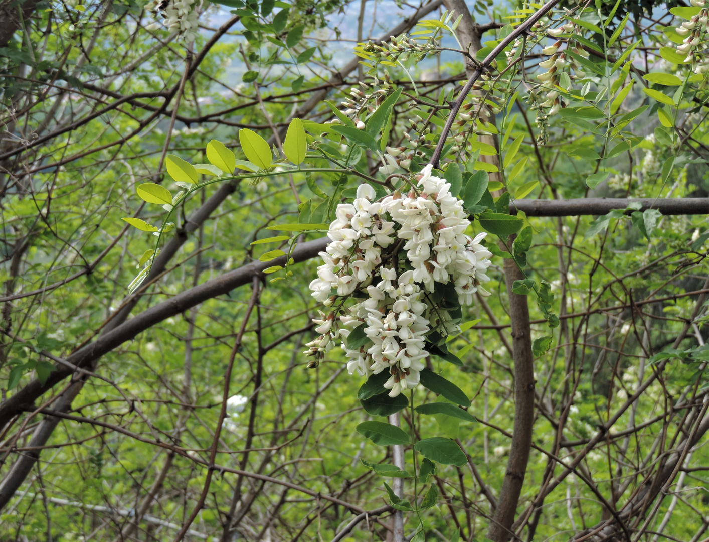 BIANCA PRIMAVERA