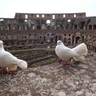 Bianche colombe al colosseo