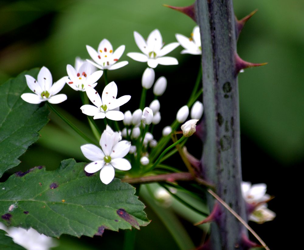 bianco