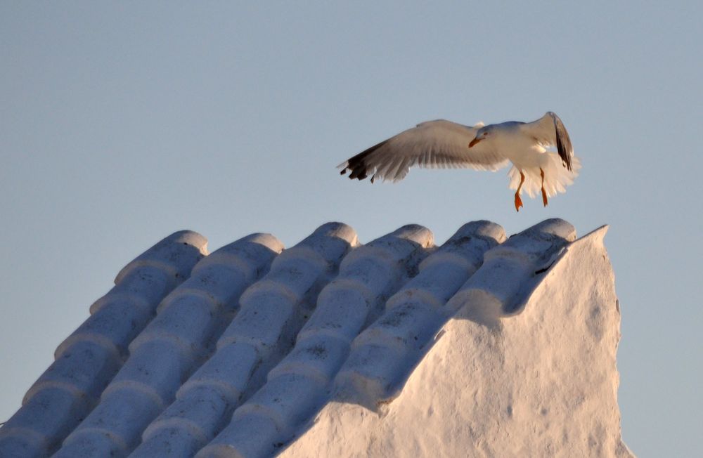 BIANCO e AZZURRO di roberto marzocchi 