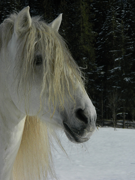 Bianco e ... bianco - 2