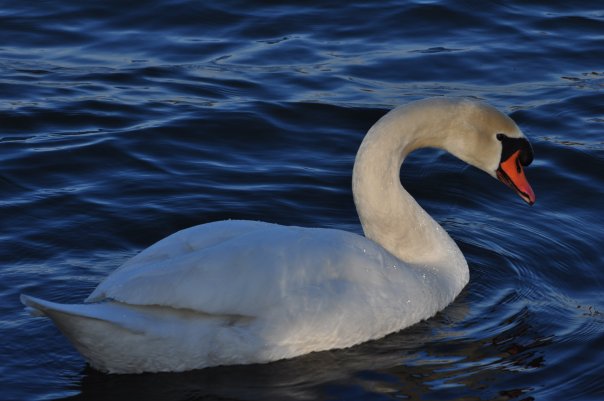 bianco e blu