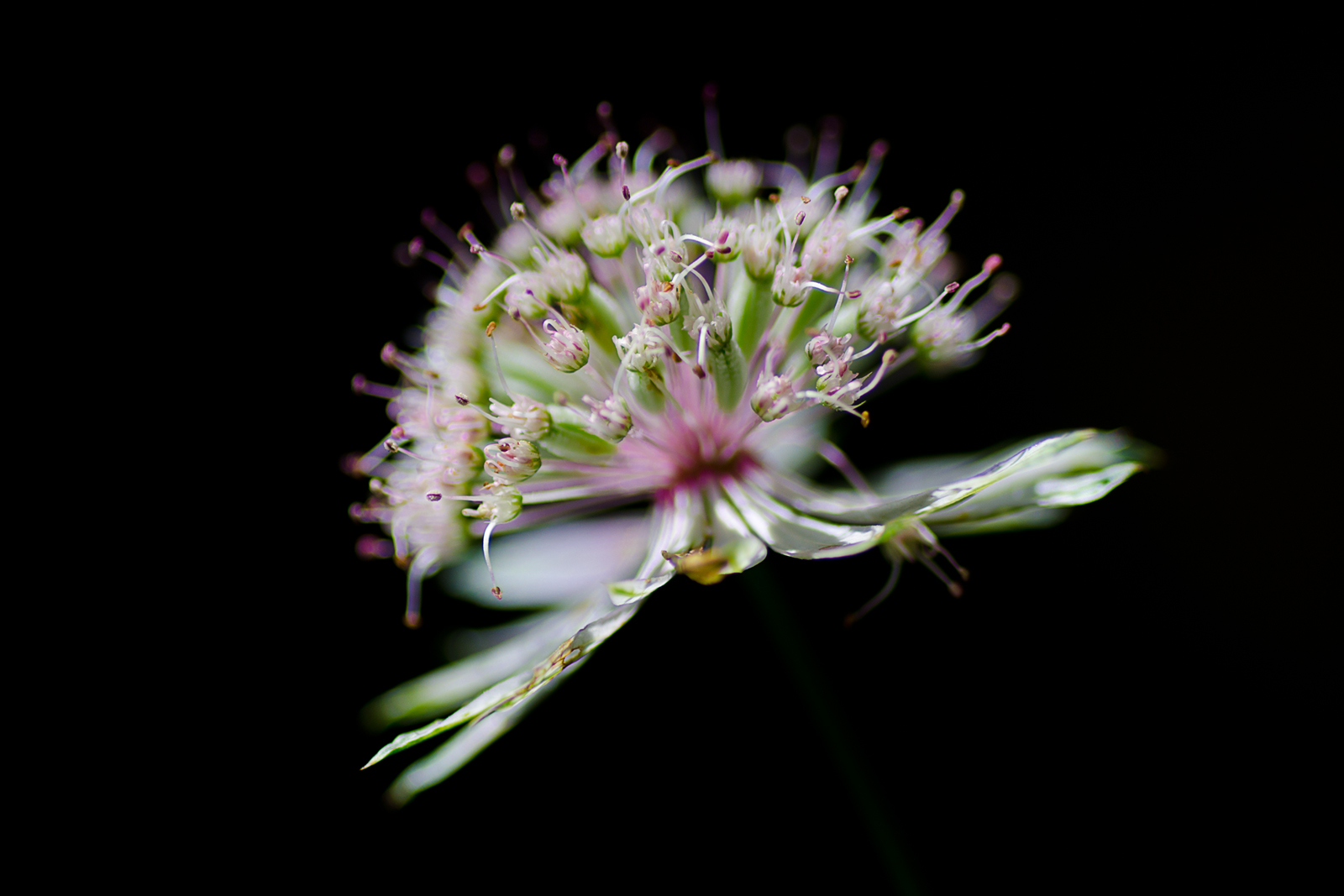 bianco e nero