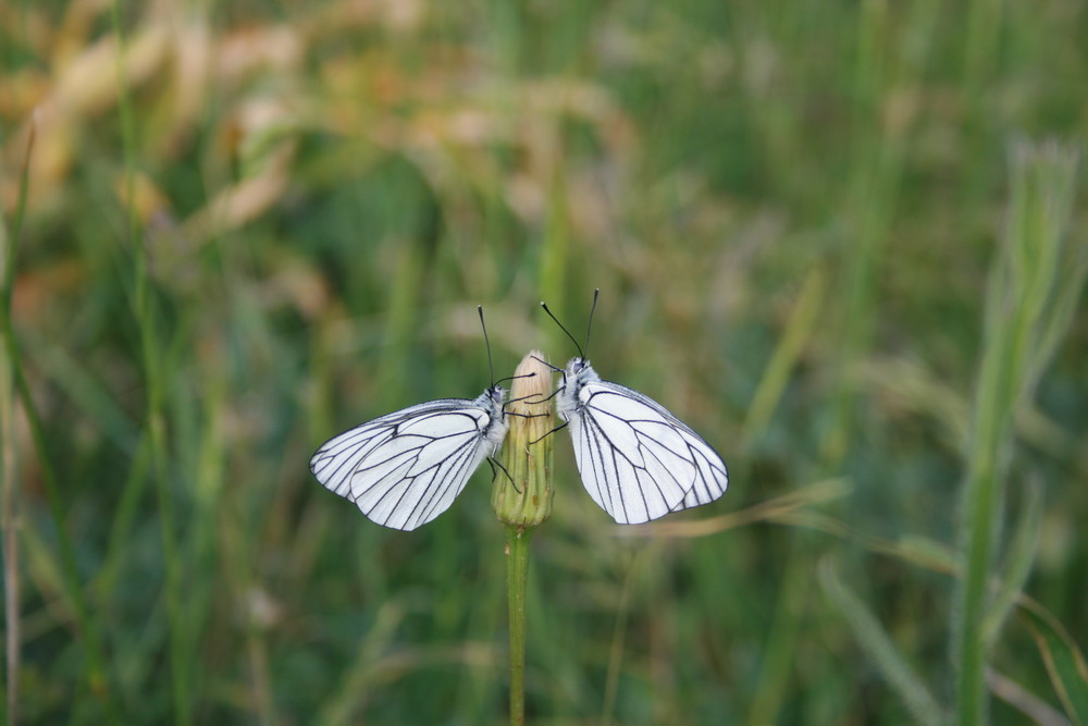 bianco e nero