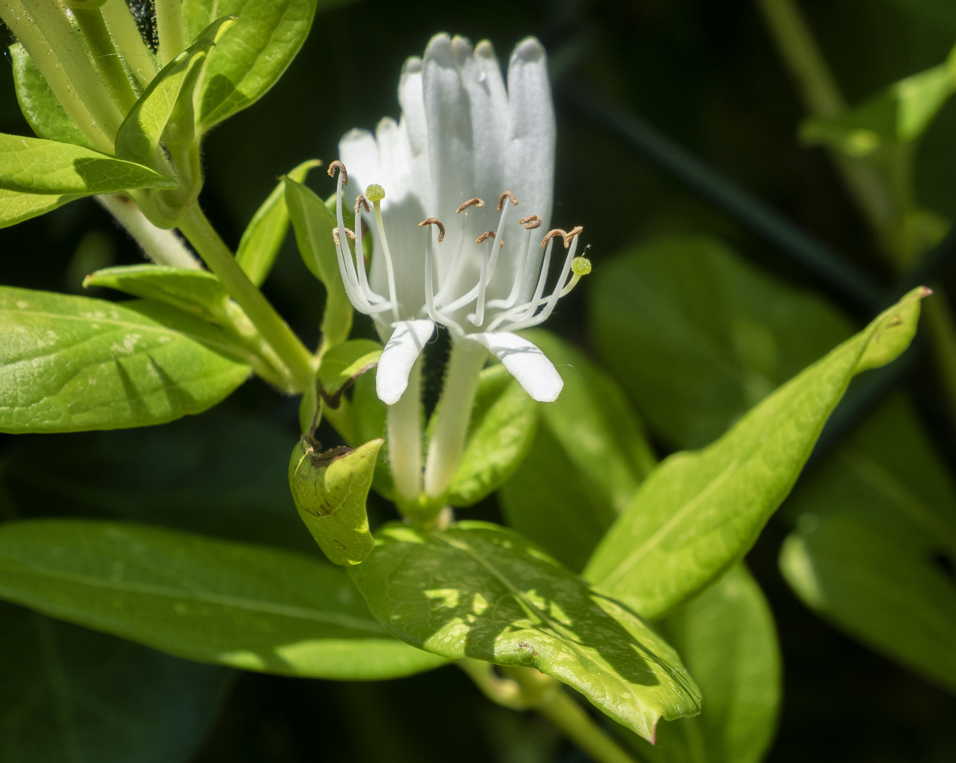 Bianco e verde